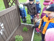 Pěstujeme bylinky na zahrádce